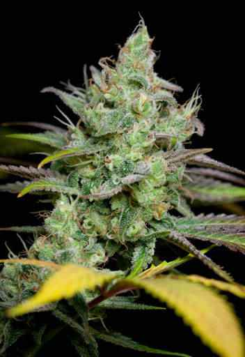 Pennywise TGA Subcool Seeds